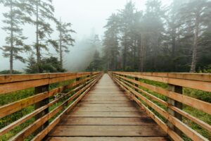 brown wooden bridge between evergreen trees