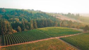 An aerial view of a vineyard in the country