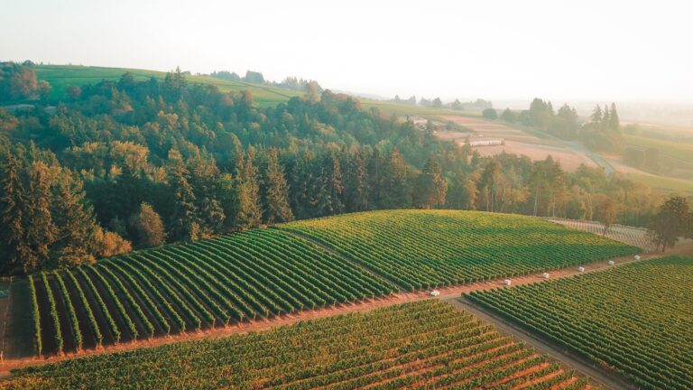 An aerial view of a vineyard in the country